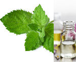 Essential oil -PEPPERMINT